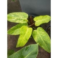 ราคา ฟิโลเดนดรอนเพ้นเลดี้ติดด่าง 1500 บาท (9682345638)