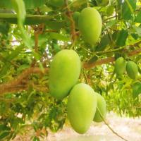 ราคา มะม่วงแก้วโบราณ อินทรีย์ ลูกดิบ สด เปรี้ยวกำลังดี (24225212229)