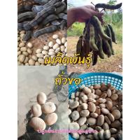 ราคา เมล็ดพันธุ์ถั่วขอ ถั่วครก ปลูกง่าย 15 เมล็ด (29774816455)