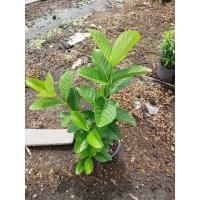 ราคา ต้นพุดดอกซ้อน กระถาง6นิ้วสูง20-30ซม.ส่งพร้อมกระถาง (23556812354)