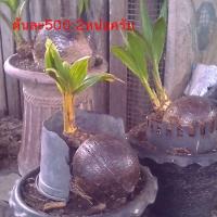 ราคา บอนไซมะพร้าว2หน่อต้นแดง (14053797686)