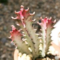 ราคา ไม้อวบน้ำ ยูโฟเบีย แลคเทีย คริสตาตา (ด่าง) ( Euphorbia Lactea F. Cristata 'Variegata' ) (7057214456)