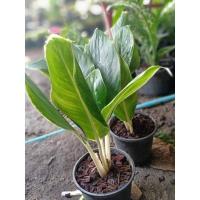 ราคา ต้น​หยกกาญจนา​ อ​โกลน​ี​มา​ ไม้​มงคล​ ไม้​ฟอก​อากาศ​ไม้​มหา​นิยม​ กระถาง​6 นิ้ว​ (15948172913)