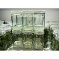 ราคา อาหารเพาะเลี้ยงเนื้อเยื่อ แบบพร้อมใช้ (ปลอดเชื้อ) กลุ่มอาหารเพาะเลี้ยงเนื้อเยื่อสำหรับเร่งราก (MS+NAA) (16959995700)