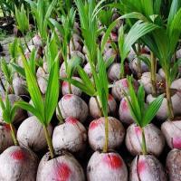 ราคา 1 หน่อมะพร้าว ต้นมะพร้าว สายพันธุ์ มะพร้าวกะทิ ต้นเตี้ยแท้ อ่างทอง พร้อมปลูก (10313008472)