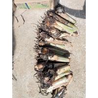 ราคา หน่อกล้วยน้ำว้ามะลิอ่องชุดล่ะ10หน่อ (23083599811)