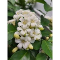 ราคา ้ต้นดอกแก้วต้นละ90บาท (5985984896)