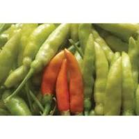 ราคา ต้นกล้าพริกส้มสั้น กลิ่นหอมมีรสเผ็ดเหมือนพริกกะเหรี่ยง ผลอ่อนมีสีเขียวอ่อน ผลสุกมีสีส้ม กล้าละ 10 บาท (17140625478)