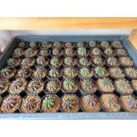 ราคา กระบองเพชรยิมโนคาไลเซียม (13484265207)