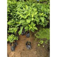 ราคา ต้นบุหงารำไป ไม้หอมไทยที่มีกลิ่นหอมหวานตราตรึง (43676967242)