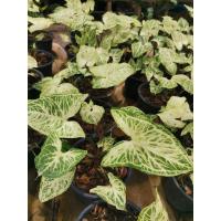 ราคา Syngonium l ออมกนกนารี (12295154906)