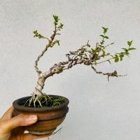 ราคา บอนไซเพรมน่าไต้หวัน บอนไซจิ๋ว กระถาง3"-4" (28130659812)