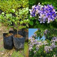 ราคา ต้นแก้วเจ้าจอม(เพาะเมล็ด)4+6ใบ เป็นไม้มงคล หรือ ไม้เสริมโชคลาภบารมี (29932149416)