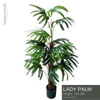 ราคา Lady Palm Height 165cm ต้นจั๋ง ความสูง 165ซม (16772071596)