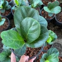 ราคา ไทรใบสัก ไม้ฟอกอากาศ กระถาง5นิ้ว (7142192740)