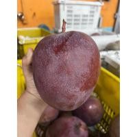 ราคา มะม่วงหงษ์ไข่เทอร์[ลูกยักษ์]2ลูก น้ำหนักประมาณ 2.4กก.149บาท (12791447209)