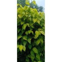 ราคา พลูกินกับหมาก,พลูทอง,พลูเหลือง, ตัดสดขายเป็นกิโล (28015179755)