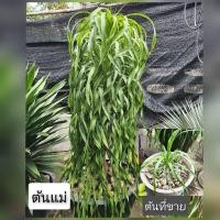 ราคา จันผาริบบิ้น ไม้แปลกหายาก ขายต้นเล็ก รากเดินดีแล้ว (9566592916)