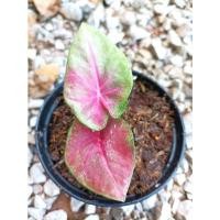 ราคา บอนสี ม่วงมงคล ไทยแท้ (10166858885)