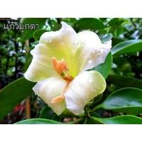 ราคา ต้นแก้วมุกดา แก้วมุกดา ดอกหอม (20084106550)