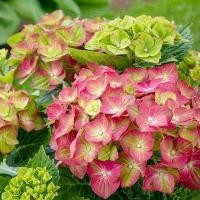 ราคา 3 เมล็ด ดอกไฮเดรนเจีย ดอกสามเดือน ใช้แทนคำขอบคุณ Hydrangea Seeds สายพันธุ์ Tilt-A-Swirl (40823681629)