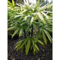 ราคา ต้นจั๋งด่าง แบบกอ สูง 70-80 ซม. กระถาง 12 นิ้ว (25585453074)