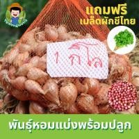 ราคา พันธุ์หอมแบ่ง หัวหอมแบ่ง หอมแบ่งลับแลแท้ หอมแบ่งปลูกคุณภาพดี ปลูกง่ายโตไว (19835943418)