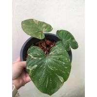 ราคา ต้นเสน่ห์จันทร์ประกายดาว เสน่ห์จันทร์ประกายดาว สวยมาก ต้นเล็กอนาคตไกล ด่างชัด⭐️ (5847136714)