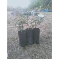 ราคา ต้นมะขามป้อมไทยพันธุ์โบราณขายเป็นชุด4ถุง100บาท (6177891436)