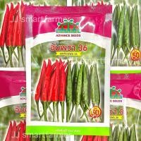 ราคา อัมพวา 36 พริกลูกผสม ตราตะวันต้นกล้า (43057526015)