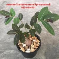 ราคา มะยมเงินมะยมทองไม้โบราณหายาก(ส่งแบบตัดใบ) (2425832286)