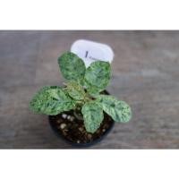 ราคา ต้นมะพร้าวทะเลทรายใบกลมด่าง (15613907911)