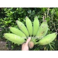 ราคา กล้วยหักมุก ปลอดสาร # สำหรับทำกล้วยฉาบ,กล้วยทอด# (11609559485)