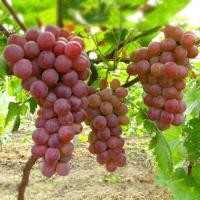 ราคา Sweet Grape Seeds ปลูกง่าย โตไว 30 เมล็ด เมล็ดพันธุ์ องุ่น บอนสี อร่อยมาก Fruit Seeds ต้นองุ่น พันธุ์ เมล็ดผลไม้ Plants (43877504901)