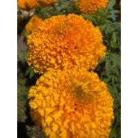 ราคา ดอกดาวเรืองไซ้ต์ใหญ่ ตัดสดจากฟาร์ม จำนวน100 ดอก/ถุง (24672206525)