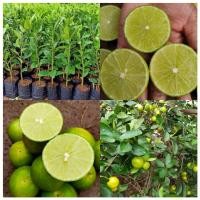 ราคา ต้นมะนาวแป้นสุขประเสริฐ ดก ไร้เมล็ด กลิ่นหอมเปลือกบาง ทนโรคดี (19443979074)