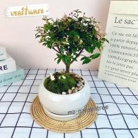 ราคา สวนถาดไม้มงคล ต้นเชอร์รี่แคระ กระถางกลมเซรามิก 6 นิ้ว (27176457092)