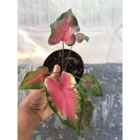 ราคา บอนสีราชิญีแห่งไม้ใบ ปลาบู่ทอง ไม้สวยจากสวนคะ (15547524490)