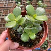 ราคา ต้นคลาสซูล่า ต้นใบเงิน ต้นไม้สวรรค์ ต้นมันนี่ ขอบใบแดง กระถาง4นิ้ว (3542220233)