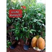 ราคา ต้นมะยงชิดพันธุ์ทูลเกล้า มะยงชิด ทาบกิ่ง ผลใหญ่ (5953013517)