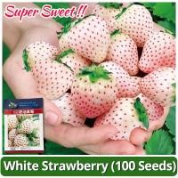 ราคา เมล็ดพันธุ์ สตรอเบอรี่สี ขาว บรรจุ100 เมล็ด White Strawberry Seeds เมล็ดสตรอเบอร์รี่ขาว เมล็ดพันธุ์ผลไม้ ต้นสตอเบอรี่ (27460475783)