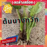 ราคา ต้นนางกวัก หัวนางกวัก ไม้มงคลช่วยกวักเงินกวักทองเรียกโชคลาภ ขายเป็นกิ่งละ 29 บาท มีรากแล้ว พร้อมลงกระถาง (9243270007)