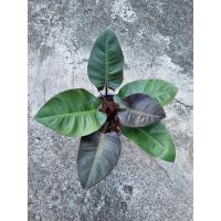 ราคา กุมารดำเรียกทรัพย์ ต้นไม้มงคล กระถาง 8 นิ้ว (29761537809)