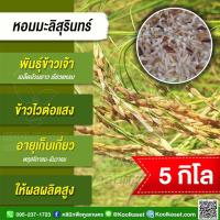 ราคา เมล็ดพันธุ์​ข้าว​ ข้าวเจ้า หอมมะลิสุรินทร์ หอมสุรินทร์ นาปี ไวแสง หอมนุ่ม แท้จากสุรินทร์ 5 กก. คูลเกษตร ไรซ์ KR59 (24175158094)