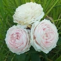 ราคา กุหลาบ⚘Herzogin Christiana เฮอร์โซกิ้น คลิสติน่า กึ่งเลื้อยเลี้ยงง่ายหอมๆๆ "เฮอร์โซกิ้น.......⚘ (17502956647)