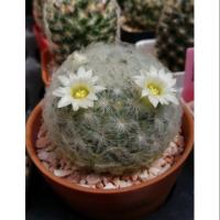 ราคา แมมขนนกขาว ดอกสีขาว ``Mammillaria plumosa´´ (3423414479)