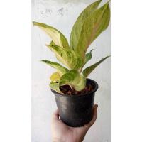 ราคา ต้นอโกลนีมา กวักเงินกวักทอง เป็นไม้มงคลอีกชนิดหนึ่งเสริมด้านการเงิน ส่งพร้อมกระถาง 5 นิ้ว ต้นโต (3718287877)