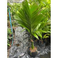 ราคา ต้นหมากเตี้ย ไม้ล้อม หมากเตี้ยแท้ อายุ 2ปี (42265155958)