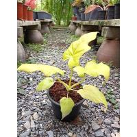 ราคา ฟิโลใบมะละกอสีทอง ไม้ฟอกอากาศ (7732838034)