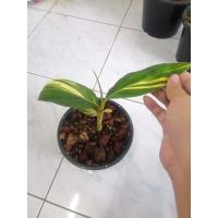 ราคา ข่าด่างเหลือง ข่าด่างเหลืองใบฮาฟ (4397011840)